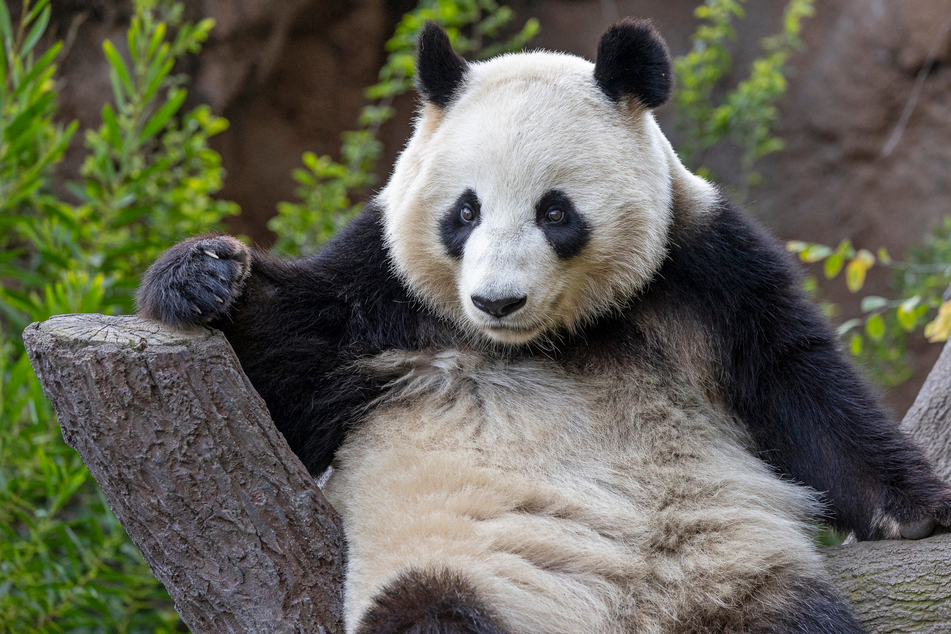 The Pandas' Progress | San Diego Zoo Wildlife Alliance